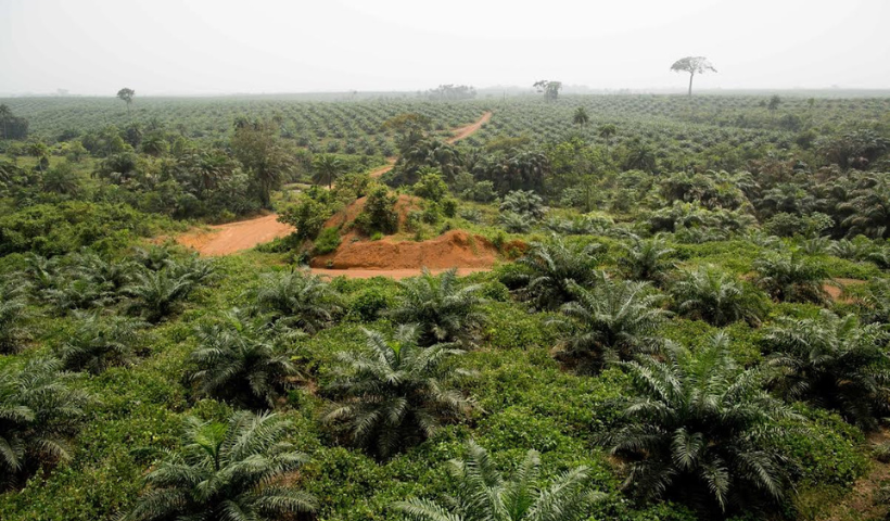 Afforestation, Beautification & Landscape Management - Project (Launched in Kaduna, Ondo & Imo State )
